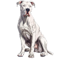 Dogue Argentin