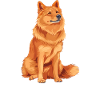 Finnish Spitz