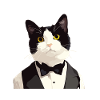 Tuxedo Kitten Tuxedo Cat
