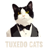 Tuxedo Kitten Tuxedo Cat