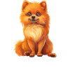 Dwarf spitz