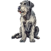 Irish Wolfhound