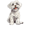 Maltese