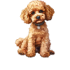 Poodle