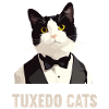 Tuxedo Kitten Tuxedo Cat