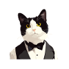 Tuxedo Chaton Tuxedo Cat