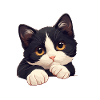 Tuxedo Kitten Tuxedo Cat
