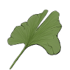 Stylized green ginkgo leaf