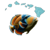 Humuhumunukunukuapua'a Hawaiian Reef Pusher