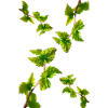 BIRKE