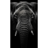 Majestic elephant