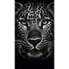 Heimlicher Leopard - Stealthy Leopard