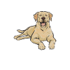 Labrador Retriever jaune