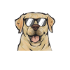Labrador Retriever jaune