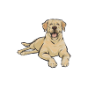 Labrador Retriever jaune