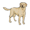 Yellow Labrador Retriever