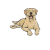 Labrador Retriever jaune