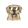 Labrador Retriever jaune