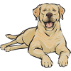 Yellow Labrador Retriever