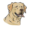 Yellow Labrador Retriever