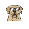 Labrador Retriever jaune