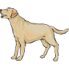 Yellow Labrador Retriever