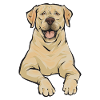 Yellow Labrador Retriever