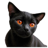 Black cat