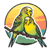 Papa Budgie Père Fils Perruches