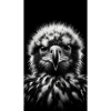 Baby Eagle - Bébé aigle