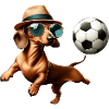 Dachshund playing football