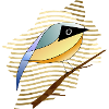 Bunter Vogel