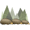 Hedgehogs
