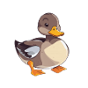 Mignon bébé canard