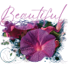 Beautiful Cybele Flowers