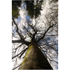 Spring Low-Angle Tree