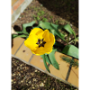 Yellow tulip