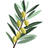 Olive branch