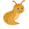 Snail Nudibranch