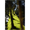 Arbre contre-plongée pin douglas