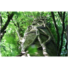 Low-angle beech and ivy landscape