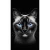 Siamkatze - Siamese Cat