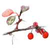 Aquarell Barberry
