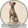 dalmatian dog - flected dalmatian dog