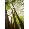 Arbres printemps en contre-plongée