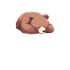 Grizzli Ours brun