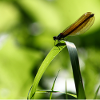 Damselfly calopteryx female insect