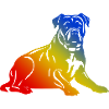 Pit Terrier Dog