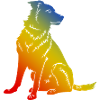 Border Collie Dog