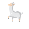 Happy, relaxed llama